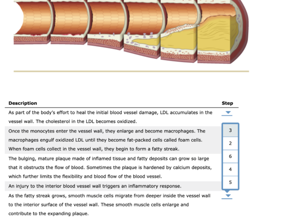 Description As part of the bodys effort to heal the initial blood vessel damage, LDL accumulates in the vessel wall. The cho