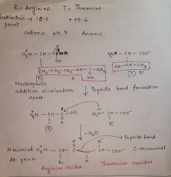 T = Threonine. R - Arginine Is oelectric - 3 15. point cationic 0 5.6 pH. 7 Anionic. HIN-CH-Con OH HN CH H-CO i HNO - CH - Co