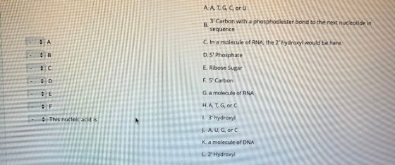 A. A, T, G, C, or U 3 Carbon with a phosphodiester bond to the next nucleotide in sequence C. In a molecule of RNA, the 2 h