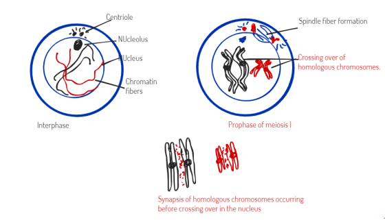 Centriole Spindle fiber formation NUcleolus Ucleus ** Crossing over of homologous chromosomes. Chromatin fibers Interphase Pr