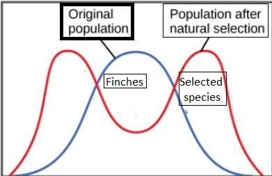 Original population Population after natural selection Finches net Selected species