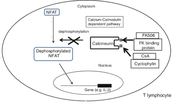 Cytoplasm NFAT Calcium-Calmodulin dependent pathway dephosphorylation FK506 Calcineurin FK binding protein Dephosphorylated N