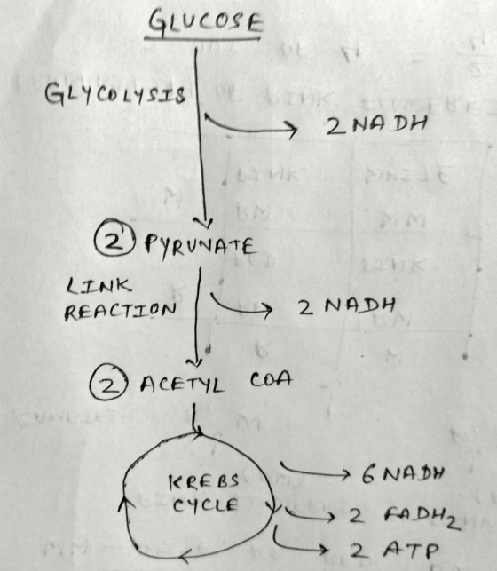 GLUCOSE GLYCOLYSIS - → 2 NA DH 2) PYRUNATE LINK REACTION 2 NADH ② ACETYL COA KREBS CYCLE → 6 NADH 2 FADH₂ + 2 ATP