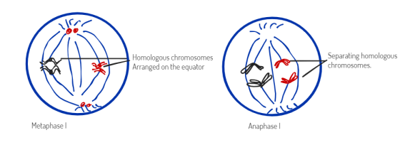 lire Homologous chromosomes Arranged on the equator Separating homologous chromosomes. Metaphase Anaphase