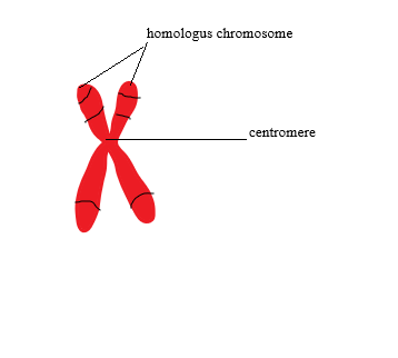 homologus chromosome centromere