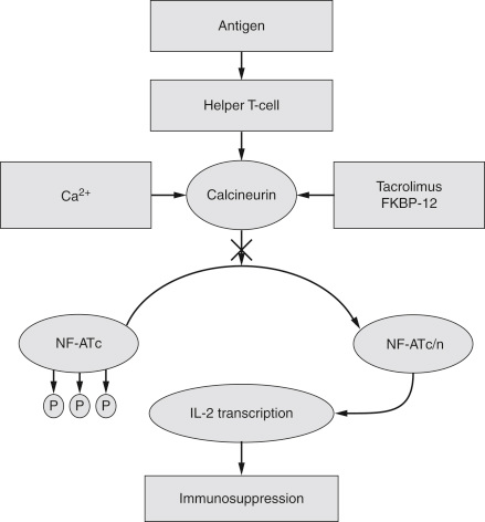 Antigen Helper T-cell Ca²+ Calcineurin Tacrolimus FKBP-12 NF-ATC NF-ATc/n IL-2 transcription Immunosuppression