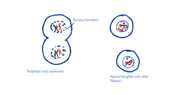 Nucleus formation Telophasel and cytokinesis Haploid daughter cells after Meiosis