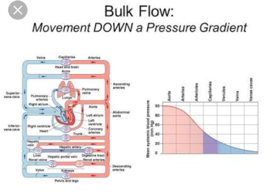 Bulk Flow: Movement DOWN a Pressure Gradient CA Heard Ascending arres Pulmonary Artered Capilaries Arterioles Aorta Venues ve