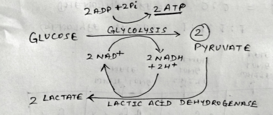 2 ADP +2 Pi ZATP GLYCOLYSIS GLUCOSE - PYRUVATE 2 NAD 2 NADH + 2H+ 1. 2 LACTATE E LACTIC ACID DEHYDROGENASE
