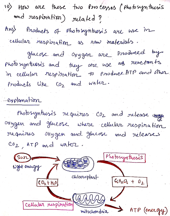10) How are these two pers cesses (photosynthesis and respiration) related? Ansy Products of Photosynthesis are use in cellul