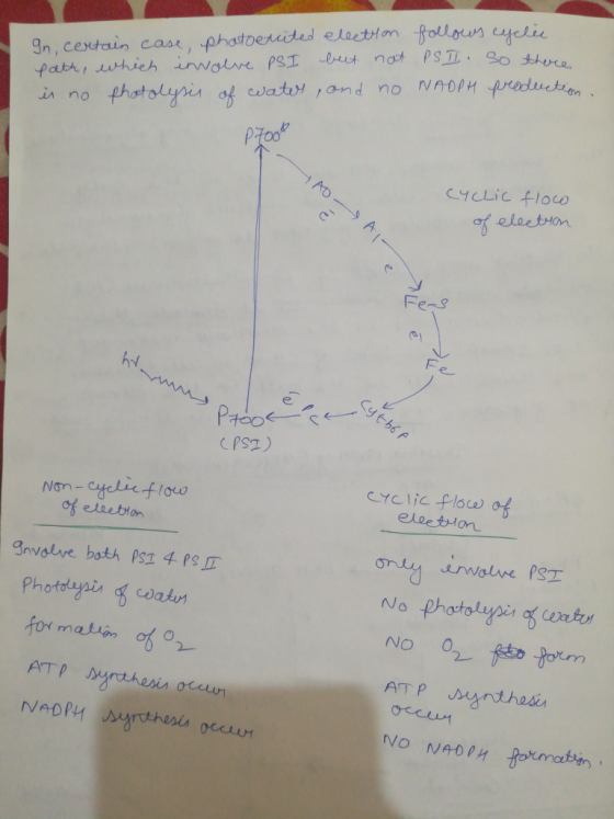 So灿ra. YcLic floco Fe-s cyclic floc of eleestam of elsebion 2-