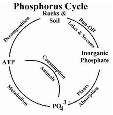 Phosphorus Cycle Rocks & * Soil Run-Off Lakes & Streams Decomposition Consumption Inorganic Phosphate ATP Animals Plants Meta