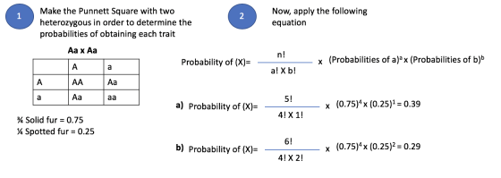 Make the Punnett Square with two heterozygous in order to determine the probabilities of obtaining each trait Now, apply the