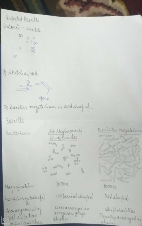 Exfected Results Dicocce - sketch 2) Sketch of red. spose 3) Bacelles megaterium is leodishated. Results Bacterien istaphyloc