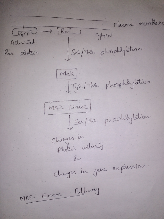 GGTPU Activated has protein plasma membrane Raf cytosol Selther phosphaylation. Mek) Tyr/ the phosphorylation. MAP-kinase sol