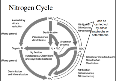 Nitrogen Cycle NO, Assimilatory nitrate reduction can be Nitrification carried out (Nitrobacter by either Nitrococcus autotro