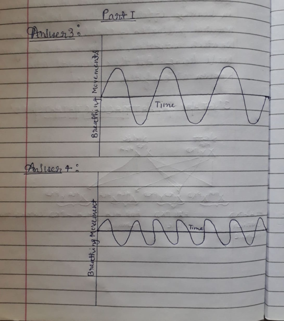 Part Aninen3 Breathing Movements Time Answer to Breathing Movement