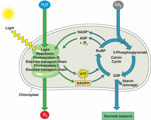 H,0 Co₂ Light NADP+ ADP + , RuBP Light Reactions: Photosystem II Electron transport chain Photosystem I Electron transport ch