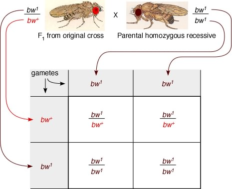 bwi bw? bw bwt F, from original cross Parental homozygous recessive gametes bw bw? bw bwt bw7 bw bw1