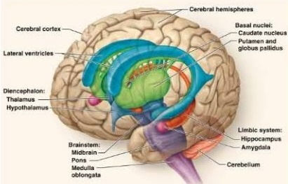 - Cerebral hemispheres Cerebral cortex Basal nuclei: Caudate nucleus Putamen and globus pallidus Lateral ventricles Diencepha