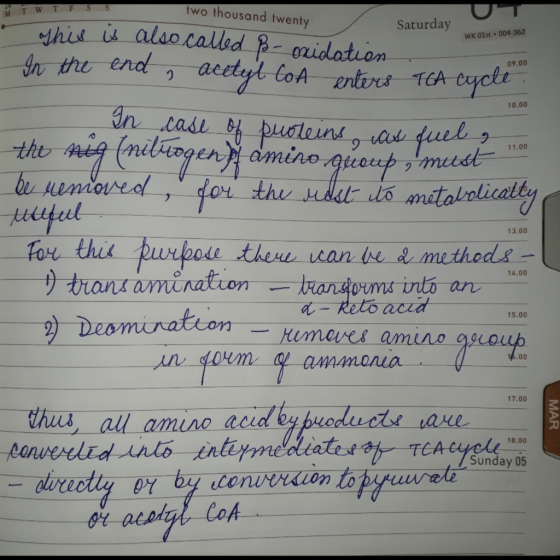 Saturday WTFSS two thousand twenty Z this is also called Bo- oxidation In the end , acetyl CoA enters WK Olst. 004-362 09.00
