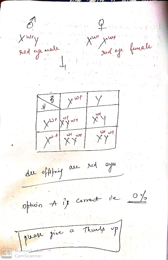 Xury made red eye ged eyeh you found age female VWP wt red eyes die offefning are - 2 option A is correct ie 0% I p_{ } a Tha