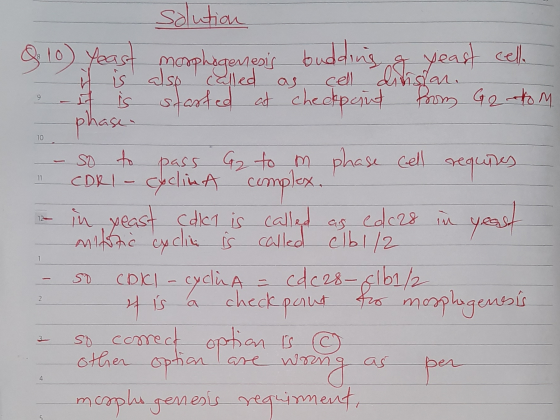 & to) Yeast y is - it is solution morphogenesis budding g year cello also called as cell dinstan. started at checkpoint from