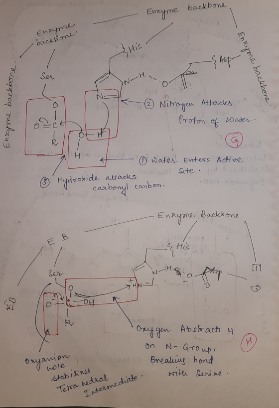 - Enzyme backbone Enzyme -backbone Enzyme backbone Enzyme backbone ② Nitrogen Attacks & Proton of water. ㅜ 아 써 H a n water