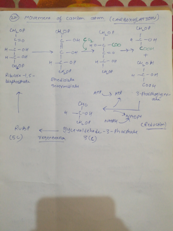 movement of carton CHOP C-OH C42op Ribulose,S iola bisphoślrat- Coo H Intermidiab ab nPCRedcion) giyerva l de ha de-3-phospha