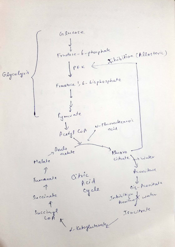 Glucose Fructose- phosphate a Inhibition (Allosteric) Рек Glycolysis ) Fructose !, 6-bisphosphate Pyruvate w-Fluordecanoil ac