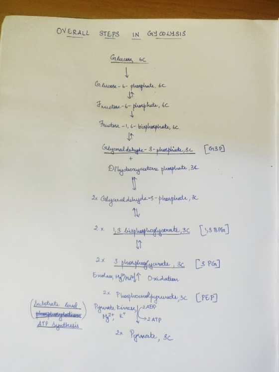 OVERALL STEPS IN GY COLYSIS Glucose 6C Glucose-6-phosphate, 6c LT Fructose-6-phosphate, 6c Fructose -1, 6- bisphosphate, 6c G