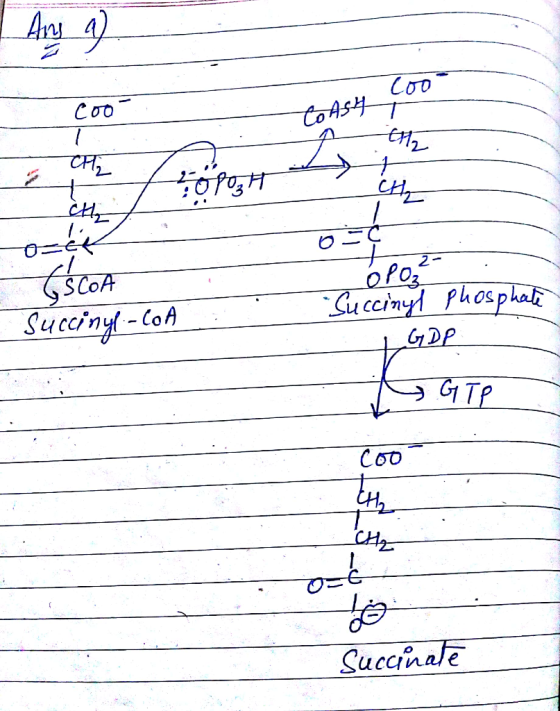 Соо” to Ash CHG म - GSCOA Succinyl-COA o PO₂ Cuccinyl GDP Phosphat GTP - 1 succinate