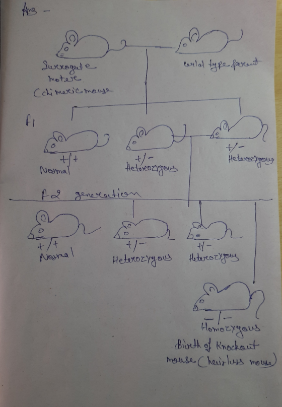 sexagente ceilal type farent Iweragente motere (chimeric mouse ++ +- Heterozygous Nosmal Heterozygous 12 generation (0) 2 beh
