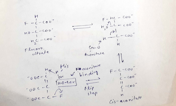 F-he-cool I-U- C-Coo - 21 - J no-c-coot c- coo nc-coo Fluor Ser-o citrate Aconitase His iRn. -oocrc on No acontare binding F-
