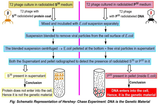 T2 phage culture in radiolabled S35 medium T2 phage cultured in radiolabled p32 medium T2 phage with p32 radiolabeled DNA T2