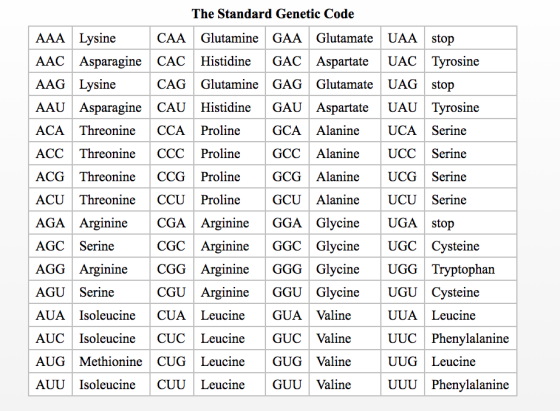 The Standard Genetic Code AAA Lysine CAA Glutamine GAA Glutamate UAA stop AAC Asparagine CAC | Histidine GAC Aspartate UAC Ty