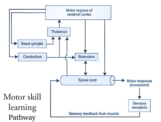 Motor regions of cerebral cortex Thalamus Basal ganglia Cerebellum Brainstem Spinal cord Molor response (movement) Motor skil