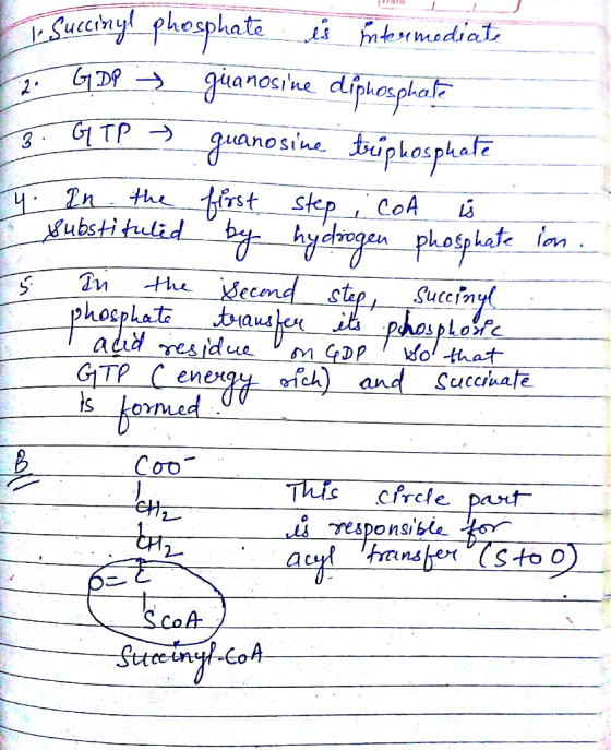 to Succinyl phosphate es Frntermediate 25 67 DP = gitanosine diphosphate 3. GTP guanosine triphosphate 4. In the first step