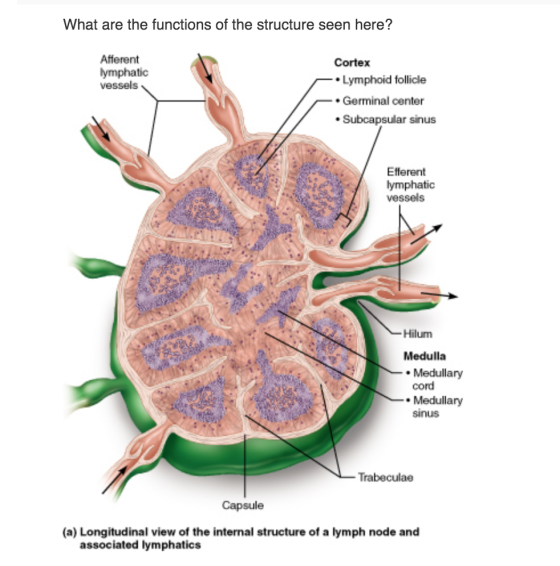 What are the functions of the structure seen here? Afferent lymphatic vessels Cortex Lymphoid follicle • Germinal center Subc