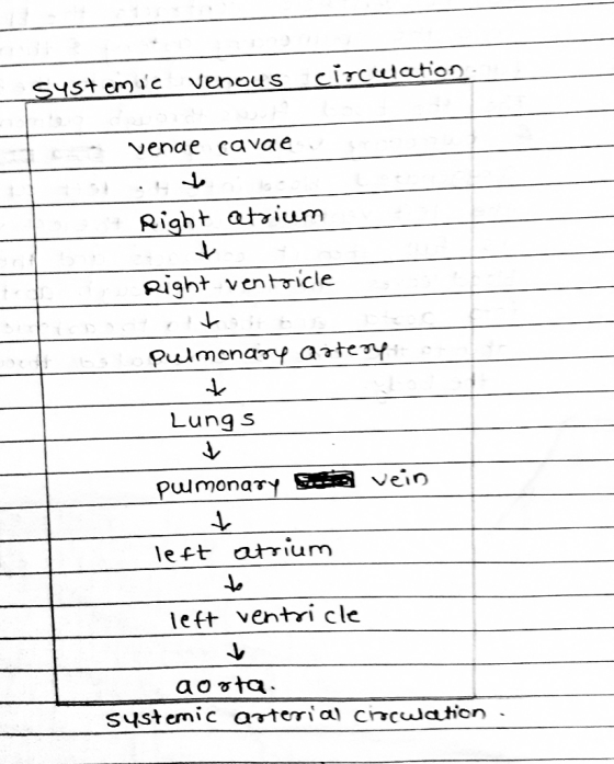 circuwation SYSt emic venou s venae cavae Right ataium Right ventricle Pulmonary artery Lung s vein pumonary left atrium lef