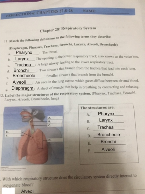 NAME: FEFLECTION-6: CHAPTERS 27 & 28 Chapter 28: Respiratory System 11. Match the following definitions to the following term