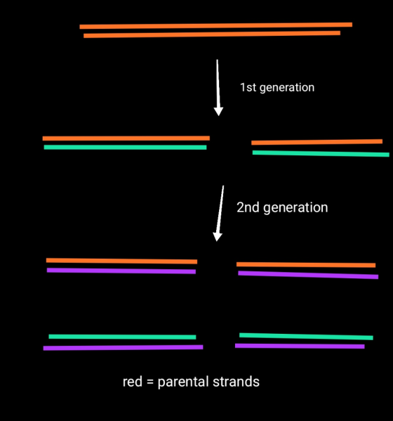 1st generation 2nd generation red = parental strands