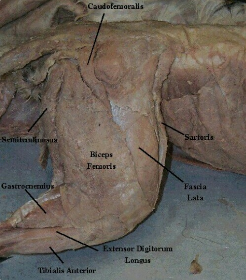Caudofemoralis Semitendinosus Sartoris Biceps Femoris Gastrocnemius Fascia Lata Extensor Digitorum Longus Tibialis Anterior