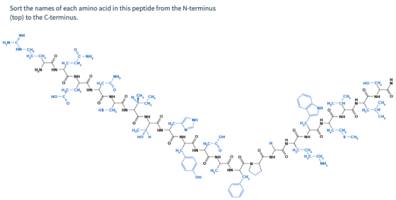 Sort the names of each amino acid in this peptide from the N-terminus (top) to the C-terminus. NH HN-C HN-CH, HC-CH H. 0 -NH
