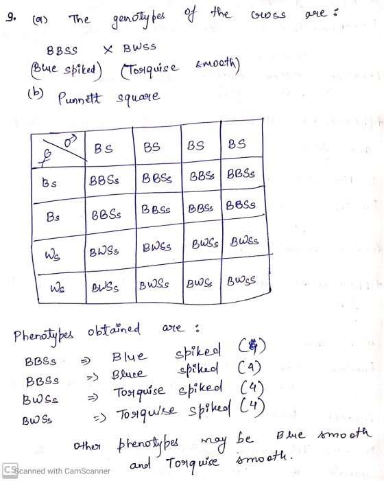 9. (21) The Gloss are : genotypes of the BBSS X BWSS (Torquise smooth) Blue spiked) (b) Punnett square os Bs BS BS BS BS BB S