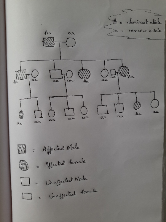 A = Da - dominant allele recessive allel Aa Qe thro cho TTTT I - Aflected Male O - Affected female - Un affected sale o Un af