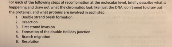For each of the following steps of recombination at the molecular level, briefly describe what is happening and draw out what