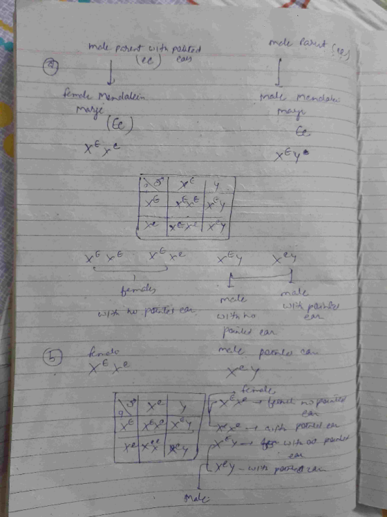 mole parent feest mole parent with posted (u ) cars female Mendalein male mendaki yene ya G XE XE xe xty . females with no po