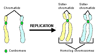 Sister- chromatids Sister- chromatids Chromatids REPLICATION Centromere Homolog chromosomes