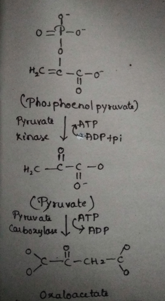 o=P-o- H₂C=c-c-o (Phosphoenol pyruvate) Pyruvate LATP kinase WADP tpi H₂Cc-c-o (Pyruvate) Pyruvate LATP Carboxylase J ADP C-C